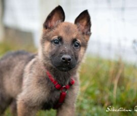 Jeune Berger Allemand photo animalière chien