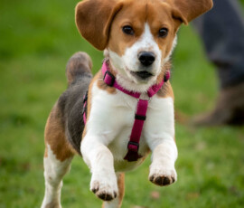 photo animalière chien chez professionnelle Le code Canin