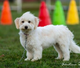 chien blanc éducation Bichon maltais photo reportage entreprise Maen Roch