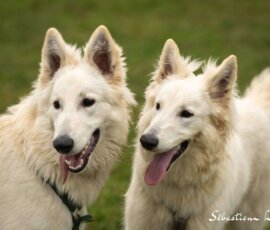 Berger blanc suisse couple de chien blanc en extérieur a Lohéac photo animalière