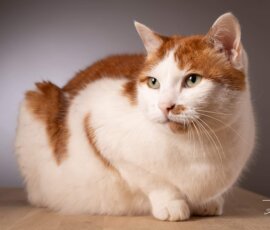 photo studio chat assis animaux animalière Guipry-Messac entre Rennes et Redon