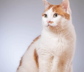 chat photo studio animalière Guipry-Messac proche Bain de Bretagne