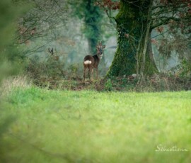 Photo animalière chevreuil en pleine campagne Pléchâtel